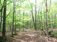 Fergus Wood - SOLD