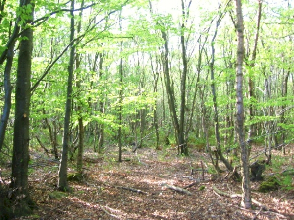 Fergus Wood - SOLD
