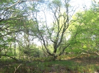 Northern edge
