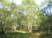 Natural glade