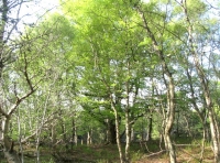 Mature beech