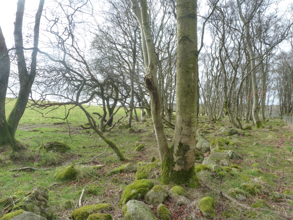 Download this Foresters Meadow Sold Aberdeenshire About Acres picture