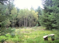 Hert Wood