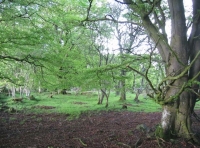 Hillhead Meadow