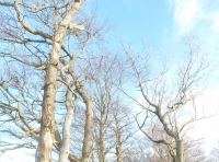 Eastern copse (spring)