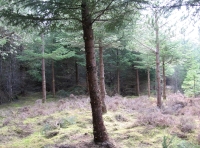 Centre clearing in