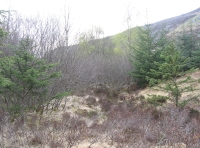north broadleaf area