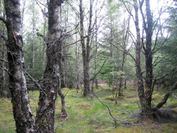 Marten Wood