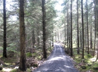 Upper shared track