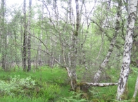 Small stream in east