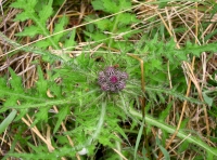 Thistle head (spring)