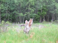 Standing dead wood