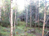 Birch glade