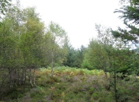 Meadhan Wood - SOLD
