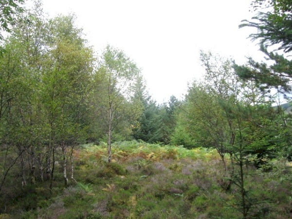 Meadhan Wood - SOLD