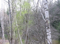 Nearby stream