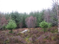 Rocky heather glade (winter) inside northeastern deer fence
