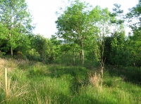 Milburn Wood - SOLD