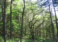 Old sycamore
