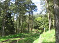 Spruce & entrance corner 