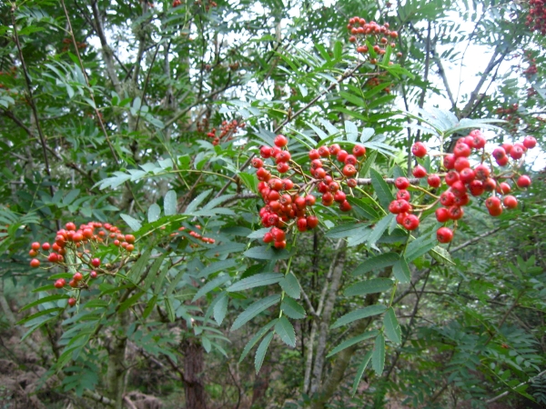Rowan berries