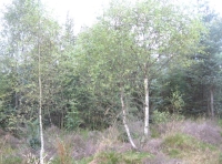 birch and heather pioneers