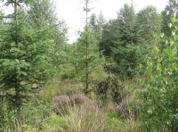 Heather floor amongst spruce & birch regeneration