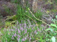 common heather