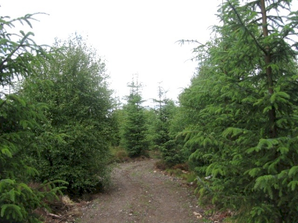 Winding internal access track