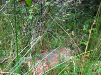 wild flowers