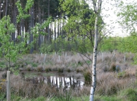 Pyne Wood - SOLD