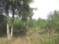 Boundary birches 