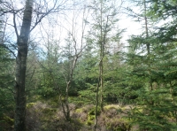 Mature Scots pine and namesign.