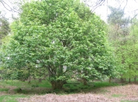 Quarter Wood - SOLD
