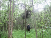 birch overhanging clearing in middle