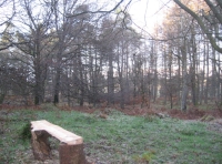 Rustic bench overlooking grassy glade