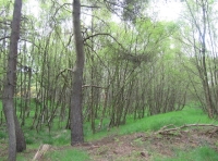 mixed woodland