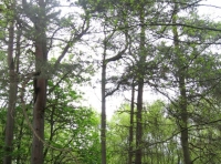 Old Scots pine 