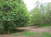 Grass and bracken glade NE corner