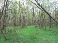 Birch regeneration