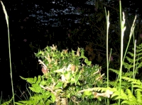 sprig of holly