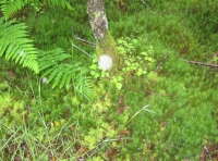 spongy moss and liverwort floor