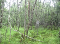 birch wetland in southeast