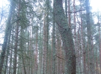 Middle track