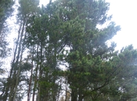 View to NW
