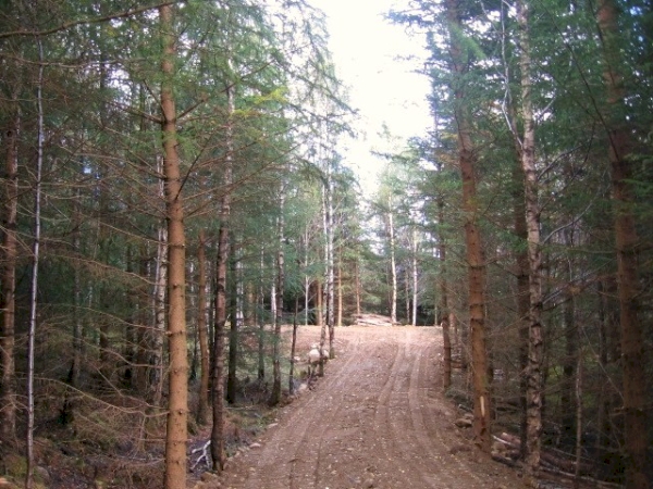 Stravaig Wood - SOLD