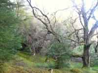 old birch corner