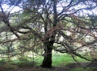 majestic old birch