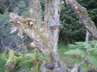Hoof or 'Tinder' Fungus