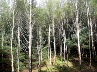 Birch clearing